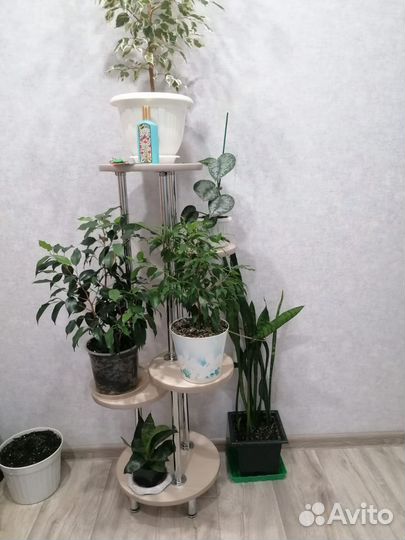 Цветы