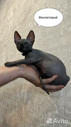 Донской сфинкс