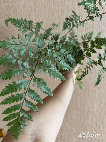 Папоротник