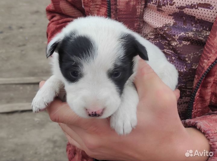 Щенки бесплатно с доставкой
