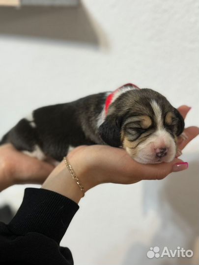 Щенки бигль