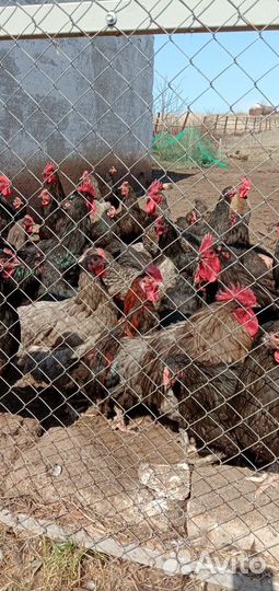 Петухи молодые