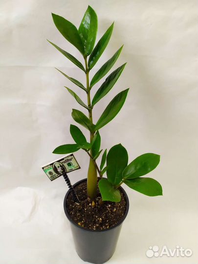 Замиокулькас фикус Бенджамин сансевьерия