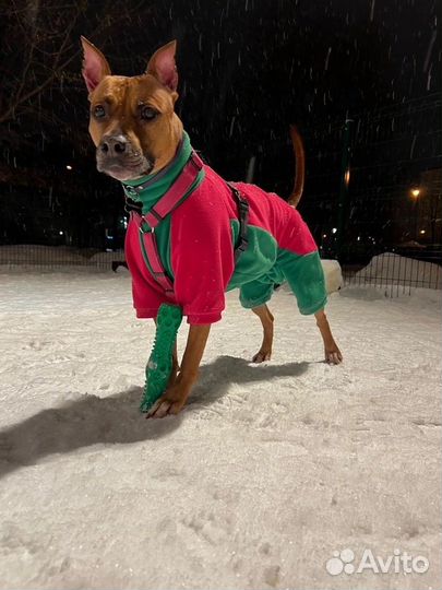 Пошив одежды для собак на заказ