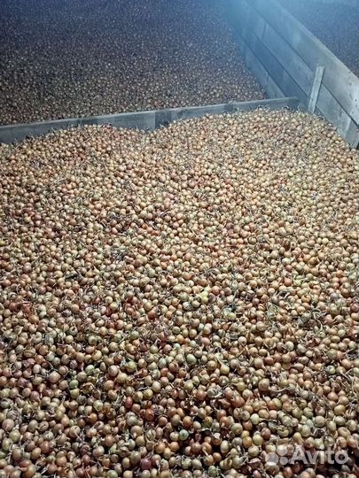 Продам лук севок оптом