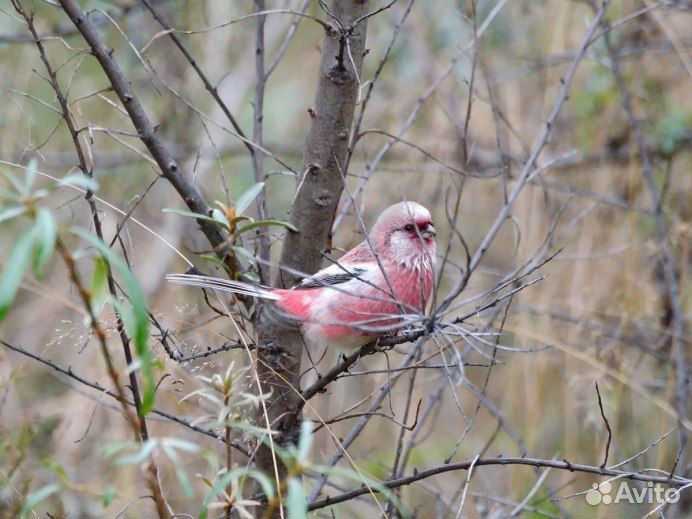 Певчие лесные птицы