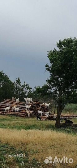 Дойные козы