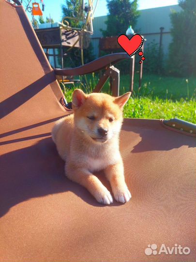 Мальчик сиба ину