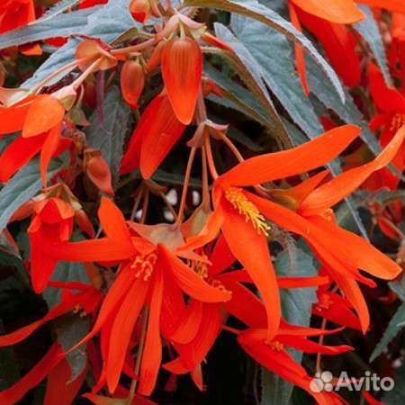 Бегония Боливийская(ампельная)