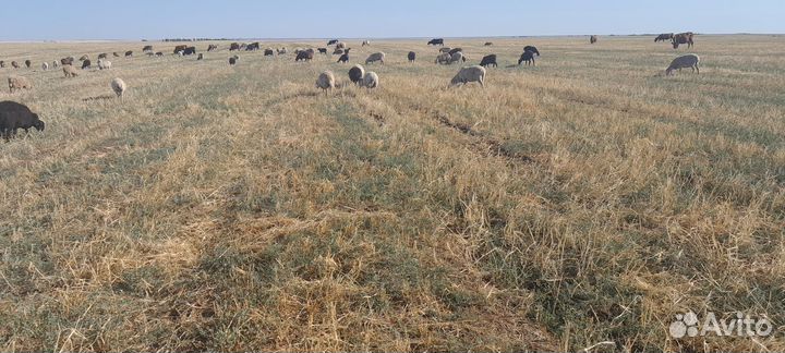 Овцы бараны матки ягнята