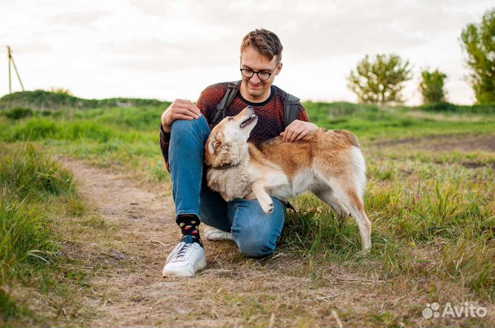 Игривая собачка Лиза в поисках дома