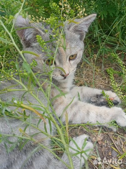 Кошки в добрые руки бесплатно