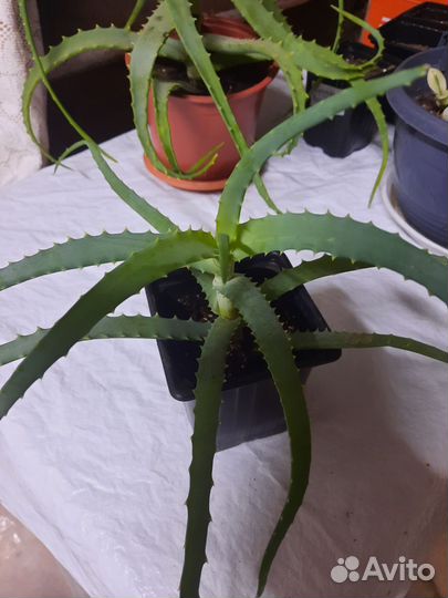 Алоэ вера лечебный