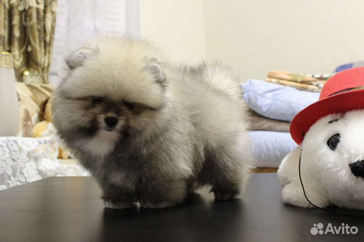 Померанский шпиц