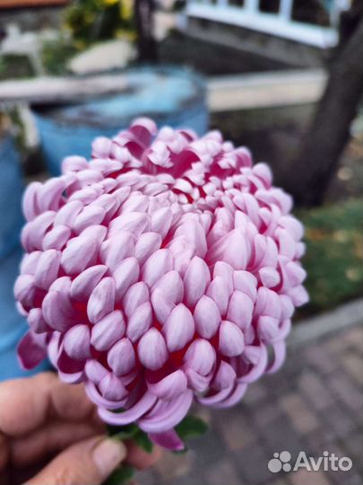 Хризантемы