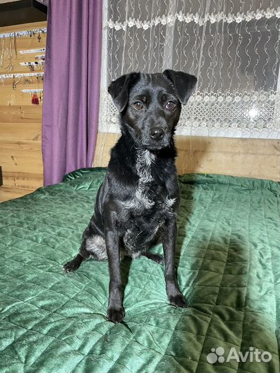 Собачка 9 кг