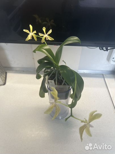 Орхидея джулия (азия)