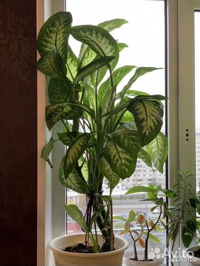 Диффенбахия Tropic Smow