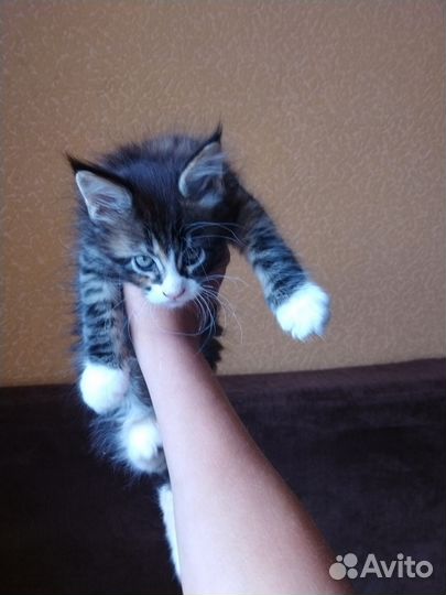 Котята мейн-кун