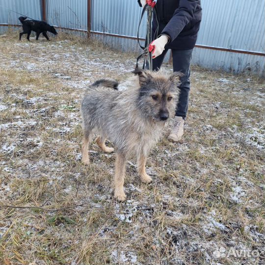 Пес в добрые руки