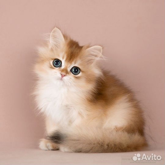Котята золотые британские шиншиллы