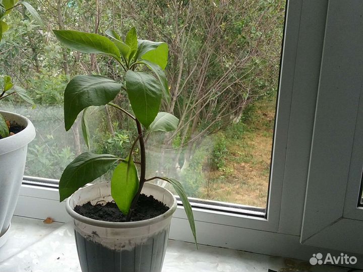 Джинура растение,для лечебных целей