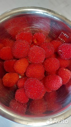 Саженцы тибетской малины