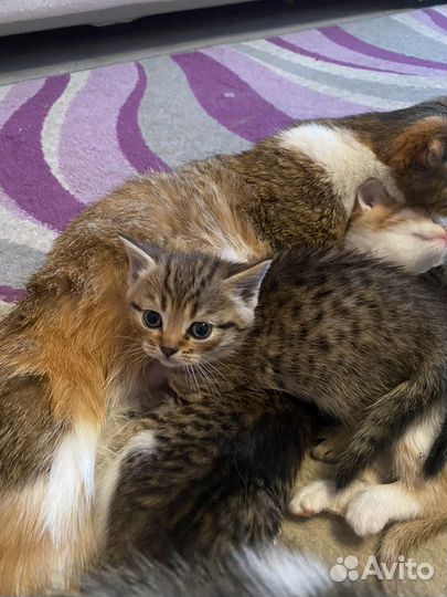 Котенок в добрые руки
