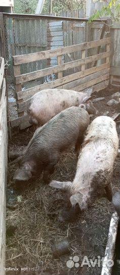 Поросята