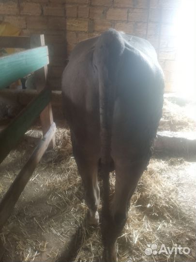 Быки на мясо