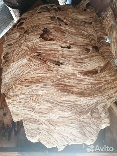 Гнездо шершней