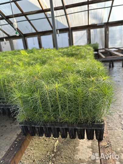 Оптовая поставка сеянцев сосны зкс