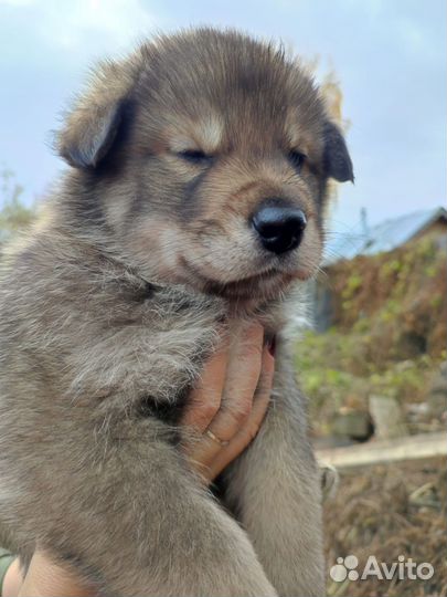 Щенки в добрые руки