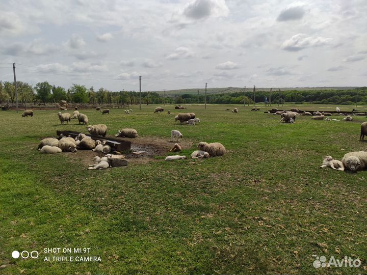 Продажа котных овец