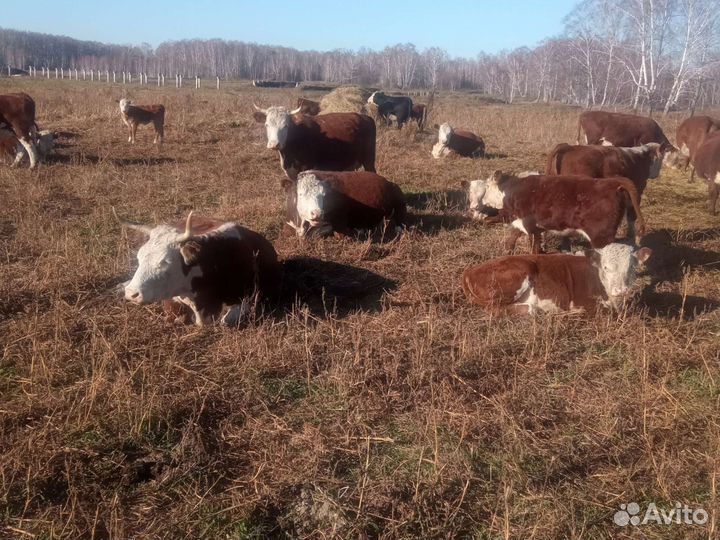 Продажа крс