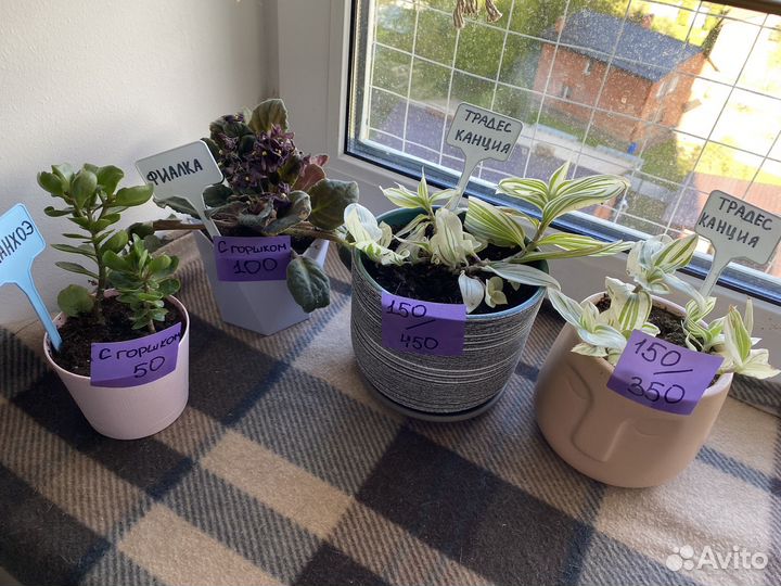 Комнатные растения