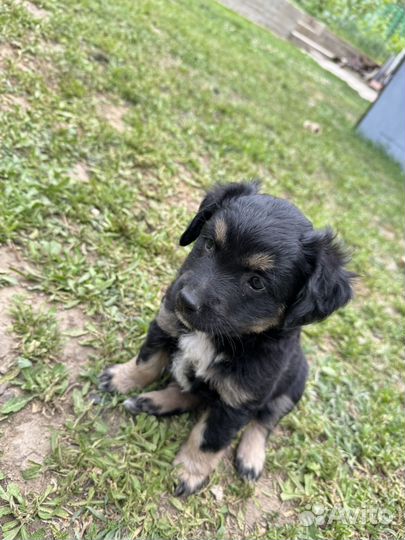 Щенки девочки лабрадор