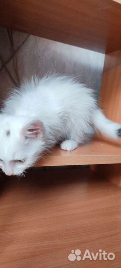 Белоснежный малыш с пару вкраплений