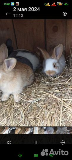 Немецкий пёстрый великан строкач