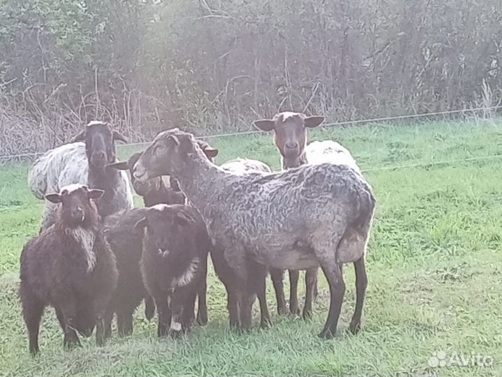 Овцы бараны
