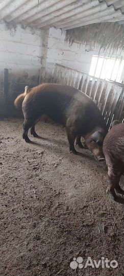 Свиноматки и хряк