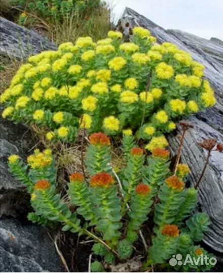 Родиола розовая, Золотой Корень