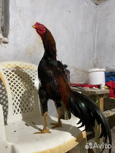 Бойцовский петух