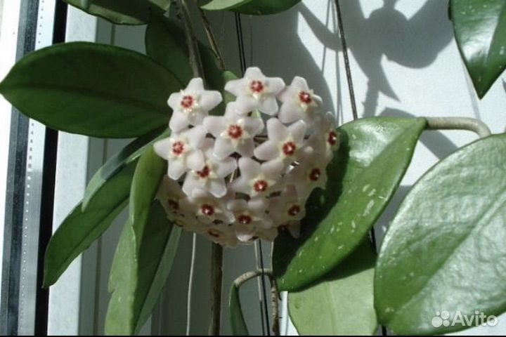 Хойя Карноза (Hoya carnosa)