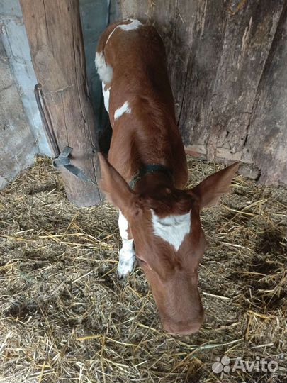 Теленок бычок