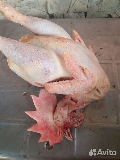 Мясо Домашнего Петуха