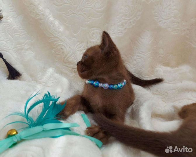 Котята бурмы