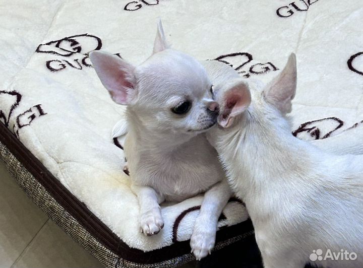 Чихуахуа гладкошерстные девочки