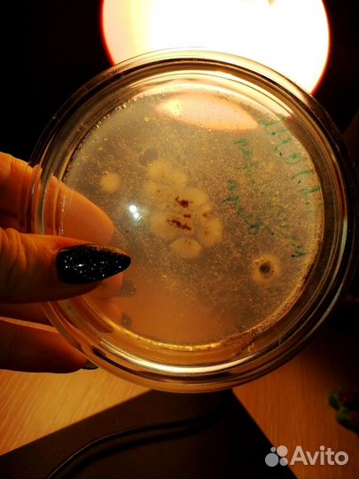 Репетитор по биологии егэ, огэ, впр