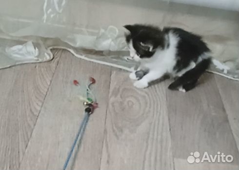 Котята отдам бесплатно